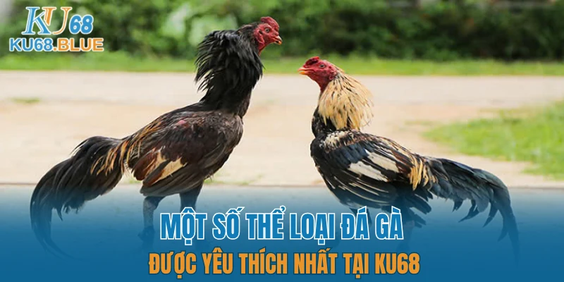 Một số thể loại đá gà được yêu thích nhất tại KU68