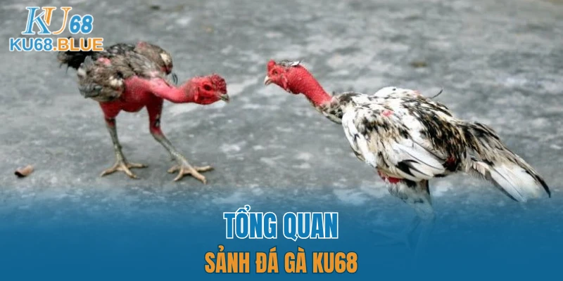 Tổng quan sảnh đá gà KU68