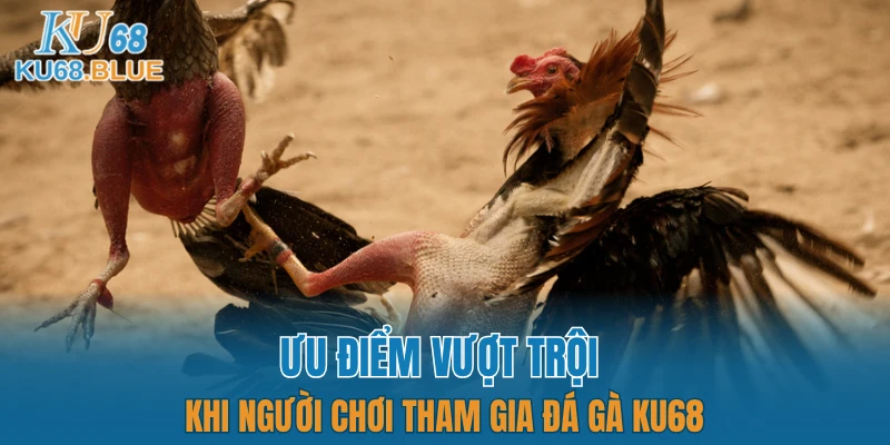 Ưu điểm vượt trội khi người chơi tham gia đá gà KU68